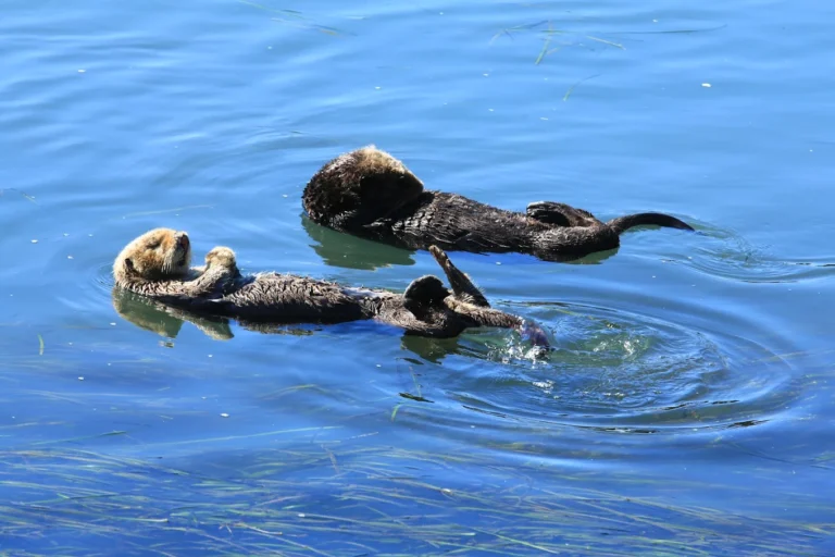 Mini-Guide: Wo ihr Seeotter & Seelöwen in Morro Bay sehen könnt 2026