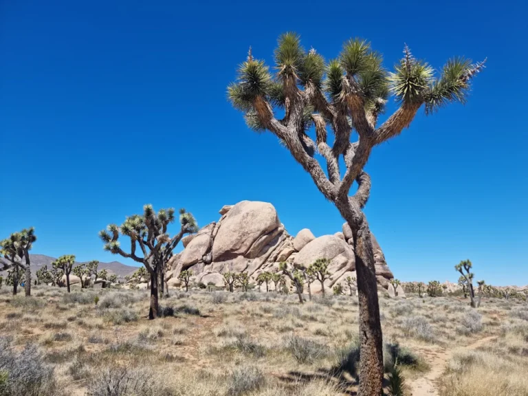 Beste Reisezeit für Palm Springs: Wann ich wiederkommen würde und wann nicht 2026